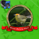 Master Burung Pleci Mp3 APK