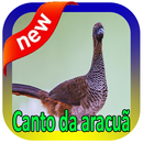 Canto da aracuã APK