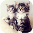 Awesome Cat Wallpapers иконка