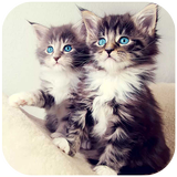 Awesome Cat Wallpapers icône