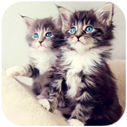 Awesome Cat Wallpapers 圖標