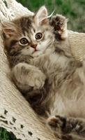 Awesome Cat Wallpapers скриншот 2