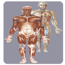 Atlas Anatomie Humaine APK