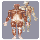 Atlas Anatomie Humaine biểu tượng