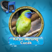 Kicau burung Cucak Rowo Mp3 APK