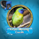 Kicau burung Cucak Rowo Mp3 APK