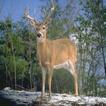 ”HD Deer Wallpapers