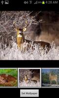 HD Deer Wallpapers Plakat