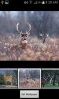 HD Deer Wallpapers captura de pantalla 1