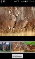 HD Deer Wallpapers ภาพหน้าจอ 2