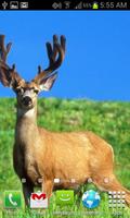 HD Deer Wallpapers 스크린샷 3