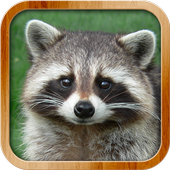 Je Découvre Les Animaux Plein Pour Android Téléchargez Lapk