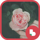 분홍 장미 버즈런처 테마 (홈팩) 图标
