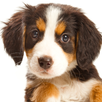 Dog Puppies APK