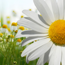 Flowers Slider Puzzle APK