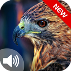 Hawk's Sounds 2017 Free icône