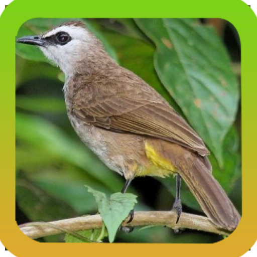 Mp3 Koleksi Suara Pikat Burung Trucukan Offline APK 1.0 Download for  Android – Download Mp3 Koleksi Suara Pikat Burung Trucukan Offline APK  Latest Version - APKFab.com