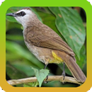 Mp3 Koleksi Suara Pikat Burung Trucukan Offline APK