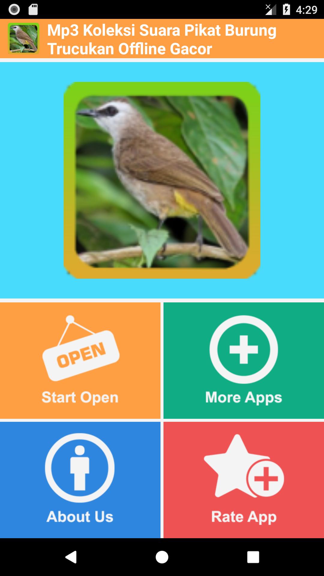Download Suara Burung Trucukan Mp3 Gratis - Berbagai Suara