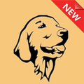 Golden Retriever Wallpapers