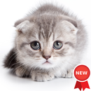 Kitten Wallpapers aplikacja