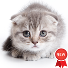 Kitten Wallpapers-icoon