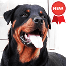 Rottweiler Dog Wallpapers APK