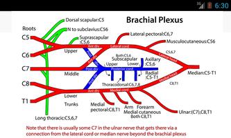 برنامه‌نما Anatomy Flash Cards عکس از صفحه