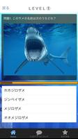 サメクイズ＆鮫図鑑　沖縄美ら海水族館にもいるあの鮫もいるよ！ تصوير الشاشة 1