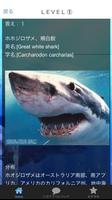 サメクイズ＆鮫図鑑　沖縄美ら海水族館にもいるあの鮫もいるよ！ screenshot 2