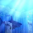 鮫　～海の最強生物～　海に生きる魚達の王　シャーク