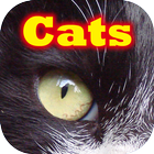 Cats 'n' Roll 001 icon