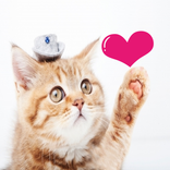 猫クイズ－ねこ好き度チェック