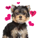 犬クイズー犬好き度チェック APK