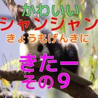 パンダの子供（シャンシャン）動画09 ポスター