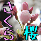 آیکون‌ さくら　桜