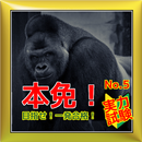 ゴリラでも受かる！本免【運転免許学習】実力試験！No.５ APK