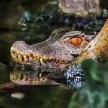 危険生物クイズ