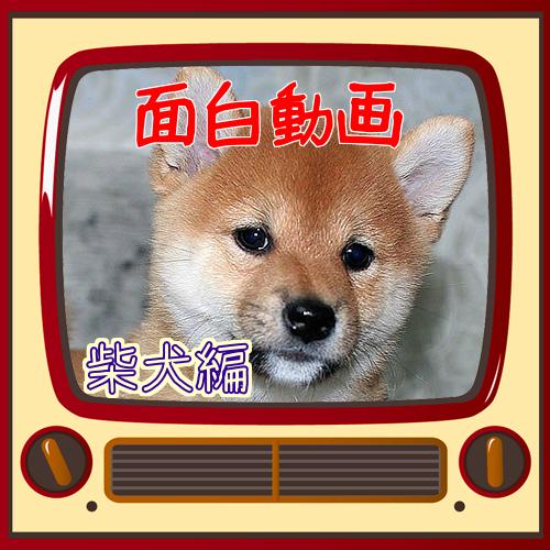 犬のおもしろ動画 For Android Apk Download