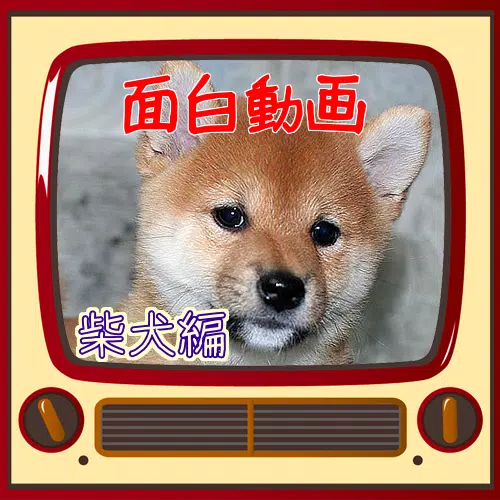 犬のおもしろ動画 Apk For Android Download