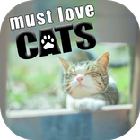 猫の画像：癒やし・肉球画像、待受画像に