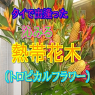 タイの身近に咲く草花　熱帯花木（トロピカルフラワー） biểu tượng