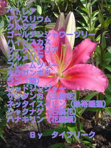 タイの身近に咲く草花 熱帯花木 トロピカルフラワー Apk For Android Download