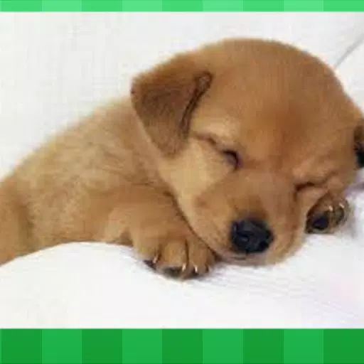 癒し 動物のいねむり Apk For Android Download