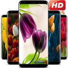 HD Tulip flower Backgrounds أيقونة