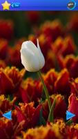HD Tulip flower Backgrounds تصوير الشاشة 1