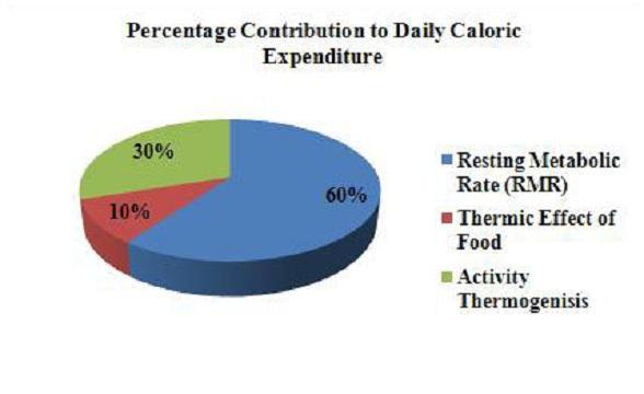 RMR fat Energy expenditure. RMR Liver Energy expenditure. Daily Contributors.