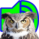 Great Horned Owl Sounds APK