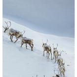 Moose and Caribou Game Call