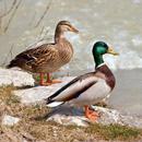 Duck Hunting Game Calls APK